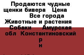 Продаются чудные щенки бивера › Цена ­ 25 000 - Все города Животные и растения » Собаки   . Амурская обл.,Константиновский р-н